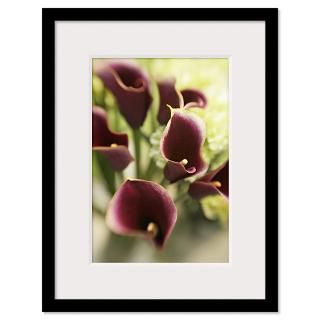 Calla Lily Framed Prints  Calla Lily Framed Posters
