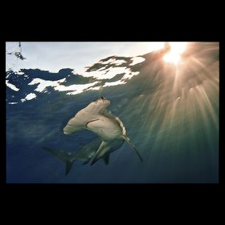 National Geographic Art Store  2012_01_06 014  Hammerhead Shark