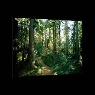 National Geographic Art Store  2011_12_15_3  Long Meadow Sequoia