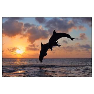 Wall Art  Posters  Common Bottlenose Dolphins