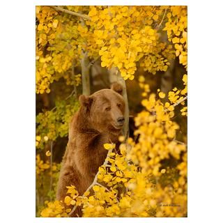 Wall Art  Posters  Autumn Grizzly Poster