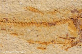Diplomystus Dentatus Fossil Lake Wyoming 3 3 4 Fish