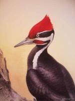 Fenwick Lansdowne, Canadian Birds, Limited, Signed, COA, Pilated