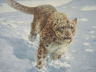 John Seerey Lester Chase Snow Leopard Ed Print