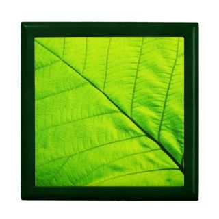 Green Leaf Gift boxes