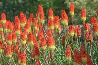 Kniphofia Torch Lily Active Grow Quart Perennial Plant