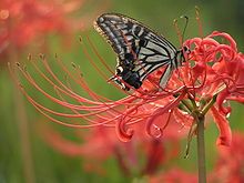 Spider lily and butterfly Papilio xuthus Linnaeus 1767
