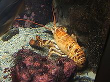 Real Lobster Claw RARE Taxidermy Maine Marine Fish Seafood Beach