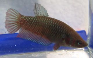 Female Betta Live Freshwater Aquarium Fish P6