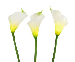 Stem White LED Light Calla Lily Flowers Battery Powered Floral