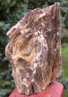 SIS Mcdermitt or Petrified Wood Fancy Juniper