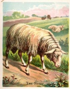 McLoughlins Four Footed Chromolitho 1900 The Sheep