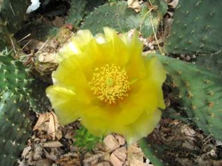 Cold Hardy Cactus Prickly Pear Opuntia 3 Pads Minnesota