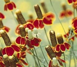 Mexican Hat Wildflower 2500 Seeds Sombrero Shaped Bloom