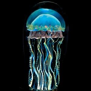 Glass Paperweight Rick Satava Moon Jellyfish Paperweight