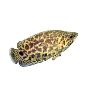 Live Pet Fish Tropical Semi Aggressive Spotted African Leaf Fish