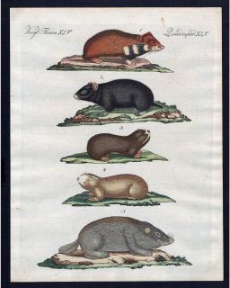 1800 Hamster Erdmaus hamsters Mouse Kupferstich Bertuch