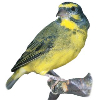 Green Singer Finch   Bird   Live Pet