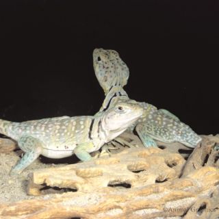 Reptiles for Sale Lizards, Snakes, Turtles & Frogs
