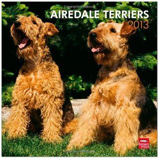 Airedale Terriers 2013   Original BrownTrout Kalender: 