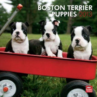 Boston Terrier Puppies 2013 Calendar Englische Bücher