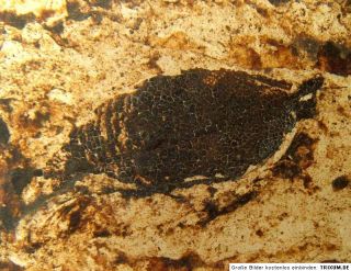 Messel ein original Blatt ca. 47,5 Millionen Jahre alt