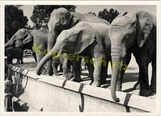 orig. Foto München Tierpark Hellabrunn Elefanten 1937