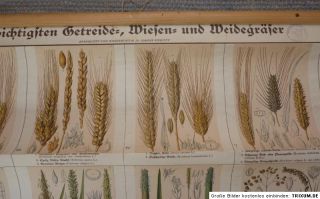 Altes Lehrmittel Schautafel Rollbild Getreide Wiesen Weidegräser