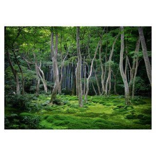 Fototapete   Papier No.109 FABULOUS FOREST 400x280cm Wald, Baum