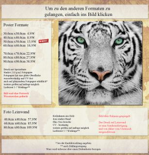 Poster, Tiere 20, Weißertiger Weißer Tiger Weiß Natur majestätisch