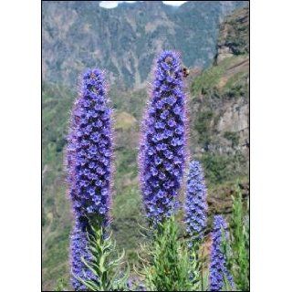 Blauer Natternkopf   Stolz von Madeira (Echium fastuosa)   100 Samen