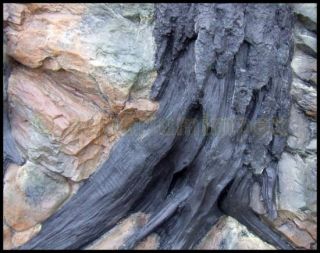 Aquarium 3 D Rückwand Root Felsen Wurzel 100x50 cm 100