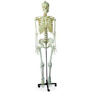 Menschliches Skelett lebensgroß inkl. Ständer MedMod 