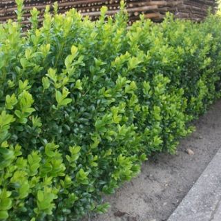 15 20 cm, 8 10 pro m Buchsbaum   Buxus sempervirens arborescens