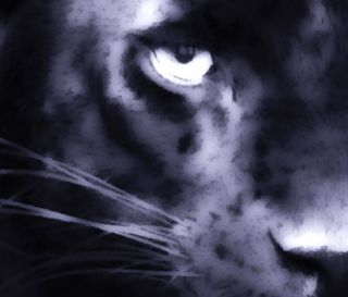 Black Panther, Leinwand Bild auf Keilrahmen, schwarzer Panther