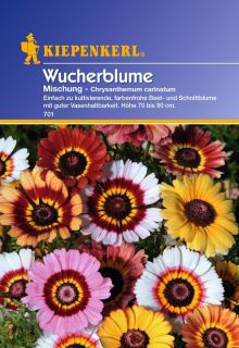 Wucherblume 701 Mischung Chrysantemum Bunt Kiepenkerl Blumensamen
