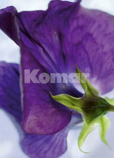 Fototapete VIOLA 184x254cm Blume Stiefmütterchen violet