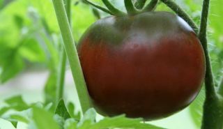 Historische Tomate   Black Truffle   #761