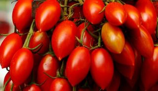 Historische Tomate   San Marzano   #763