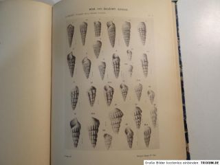 Déscription Fossiles de la Grande Oolithe HLEDER 1888