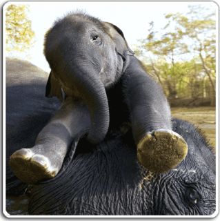 3D Mousepad Elefanten beim Baden, Tiere