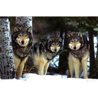 Affiche photographie de loups (Maxi 61 x 91.5cm)   Achat / Vente