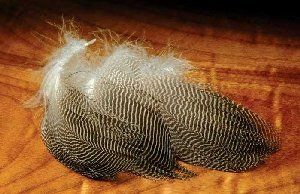 Gadwall Duck Feathers