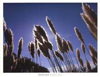Pampas Grass, Provence Finest LAMINATED Print David Gray