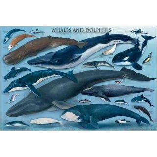 Eurographics Inc 1000 piece Whales and Dolphins Puzzle