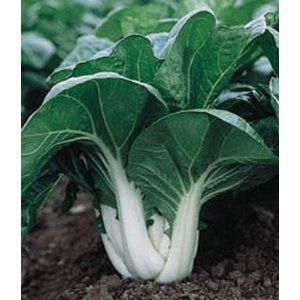 Bok Choy Pak Choi Chinese Cabbage 299 + Seeds: Patio, Lawn